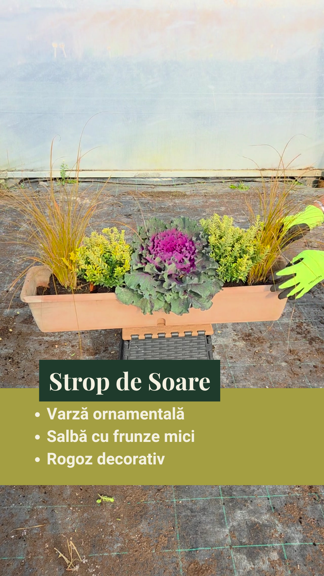 Strop de Soare - pachet de flori ptr jardiniere de toamnă/iarnă