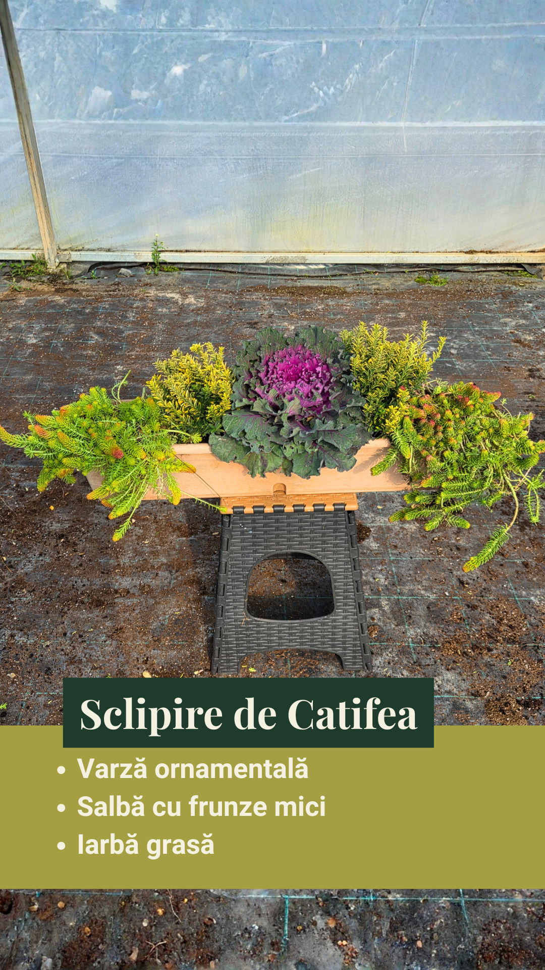 Sclipire de Catifea - pachet de flori ptr jardiniere de toamnă/iarnă