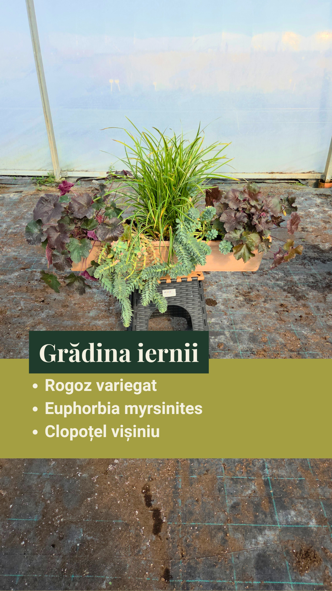 Grădina iernii - pachet de perene ptr jardiniere