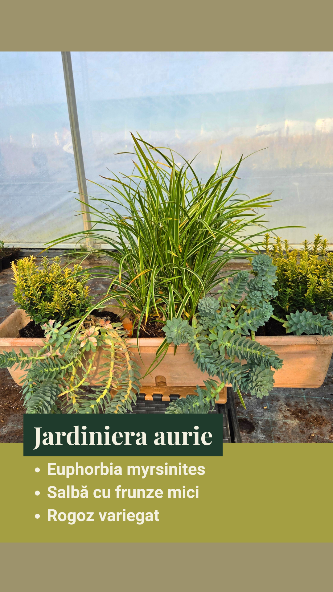Jardiniera Aurie - pachet de perene ptr jardinieră