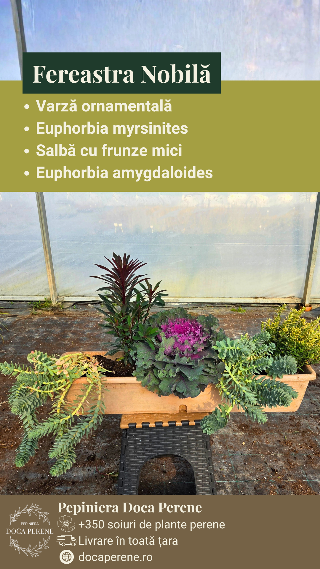 Fereastra Nobilă - pachet de flori pt jardiniere