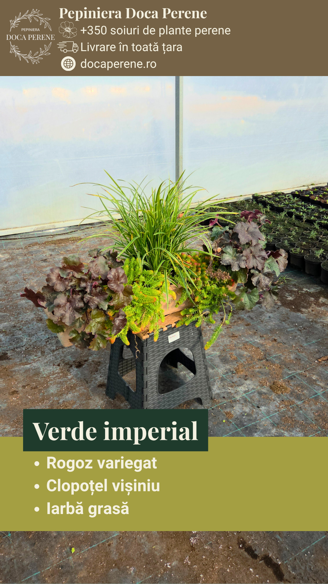 Verde Imperial - pachet perene ptr jardiniere
