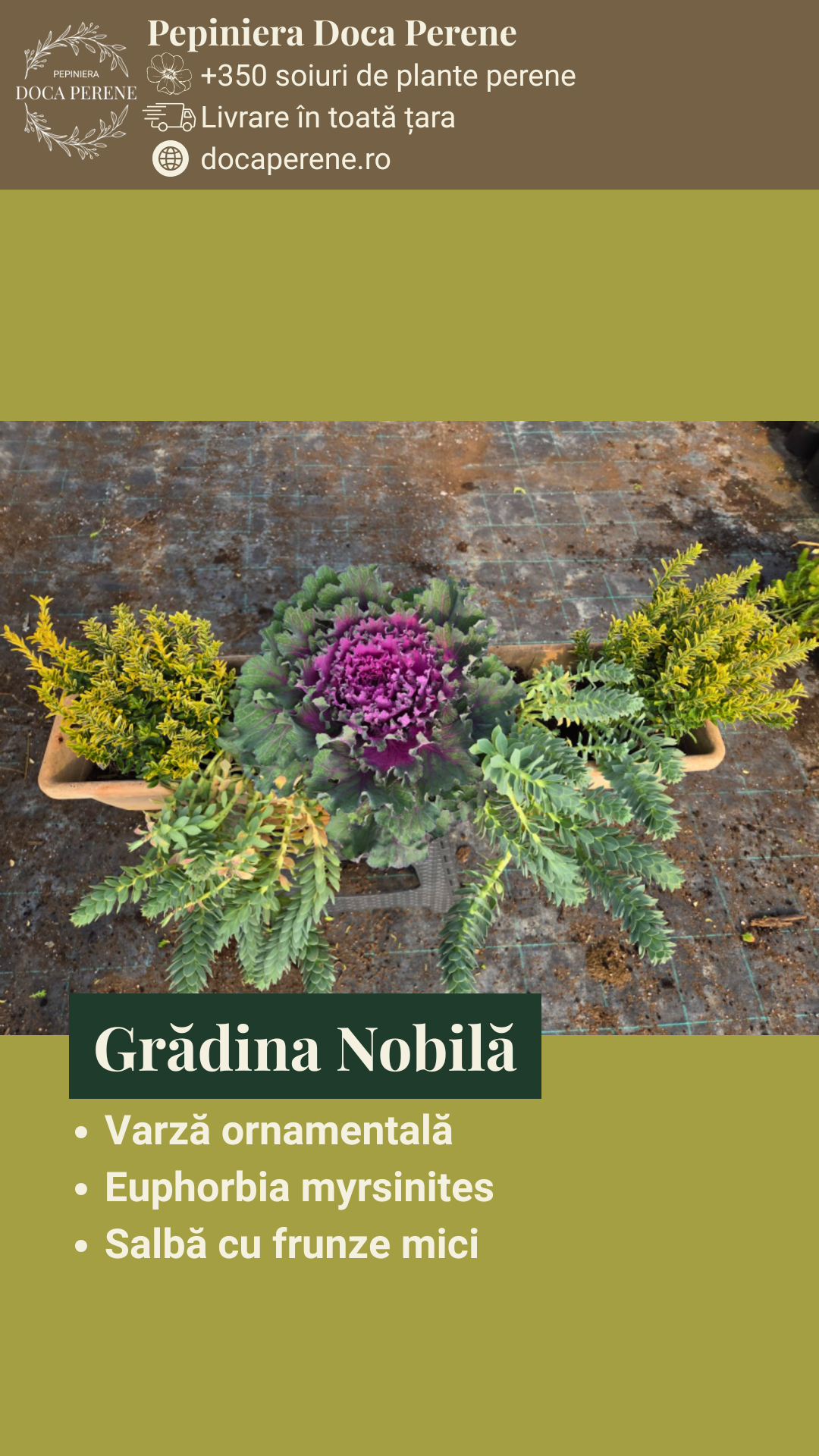 Grădina nobilă - pachet cu flori pt jardiniere