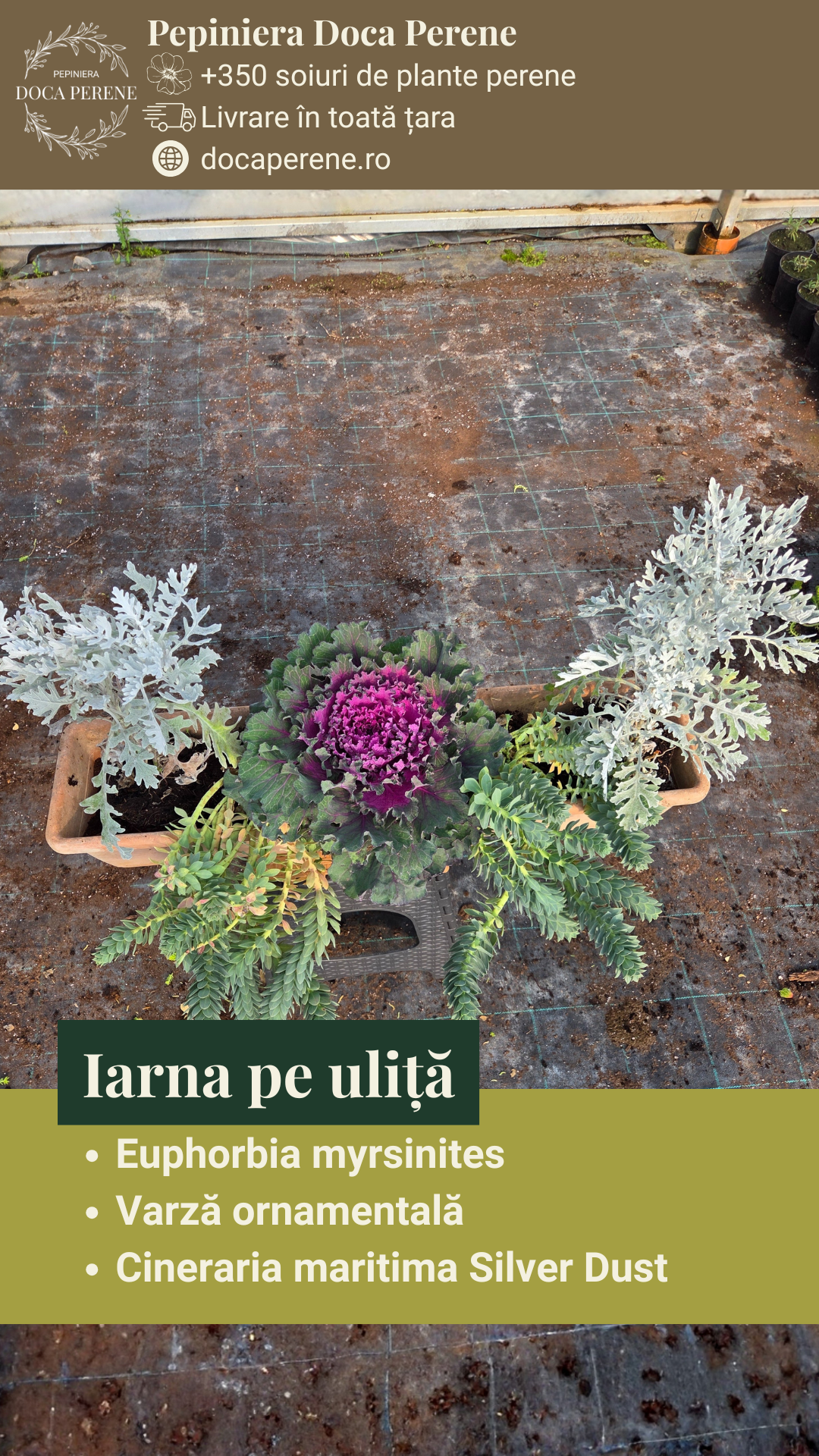 Iarna pe uliță - pachet de flori pt jardiniere