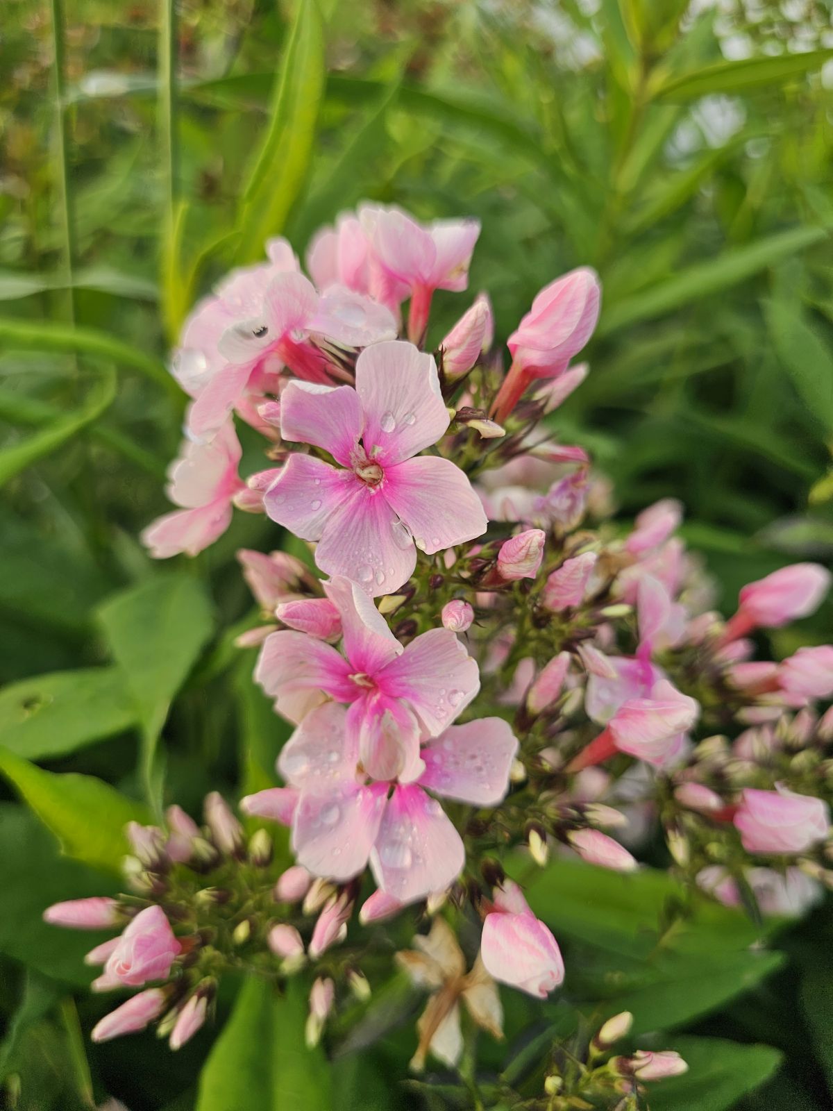 Brumărele Înalte - Phlox Paniculata 'Bright Eyes'