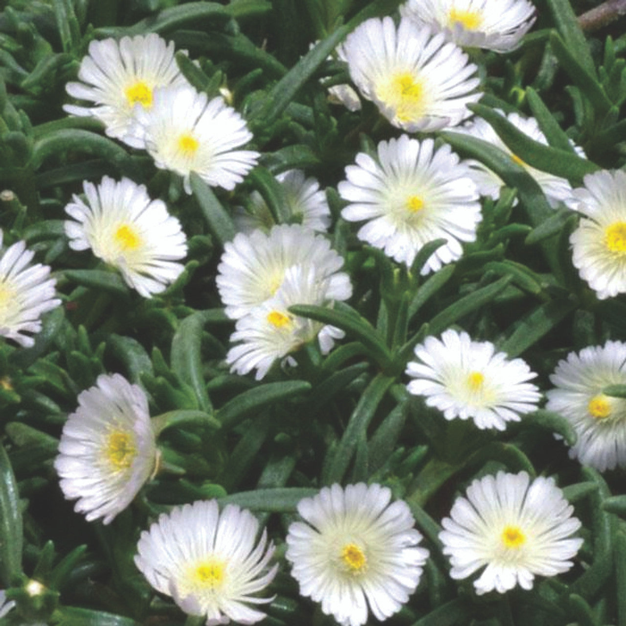 Floare de Cristal Albă - Delosperma 'Wheels Of Wonder White'