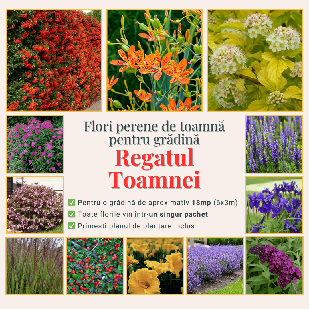Regatul Toamnei - Pachet cu flori perene de toamnă pentru grădină