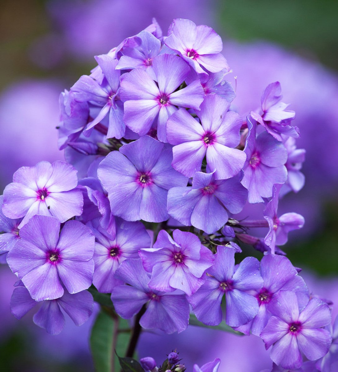 Brumărele Înalte - Phlox Paniculata 'Blue Paradise' - DocaPerene
