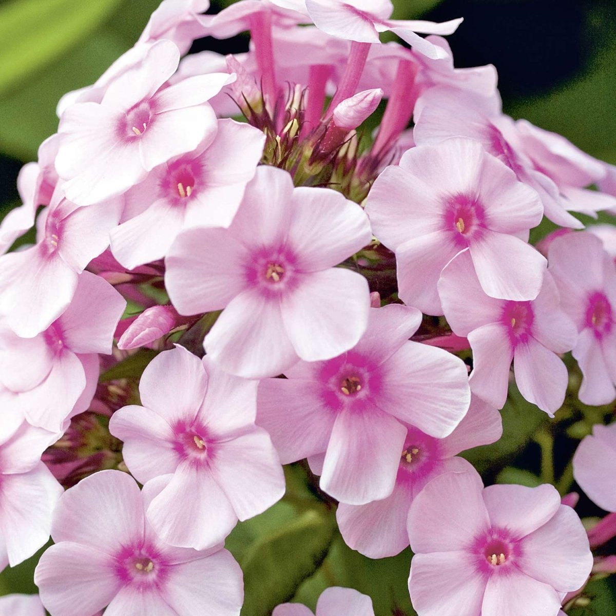 Brumărele Înalte - Phlox Paniculata 'Bright Eyes' - DocaPerene