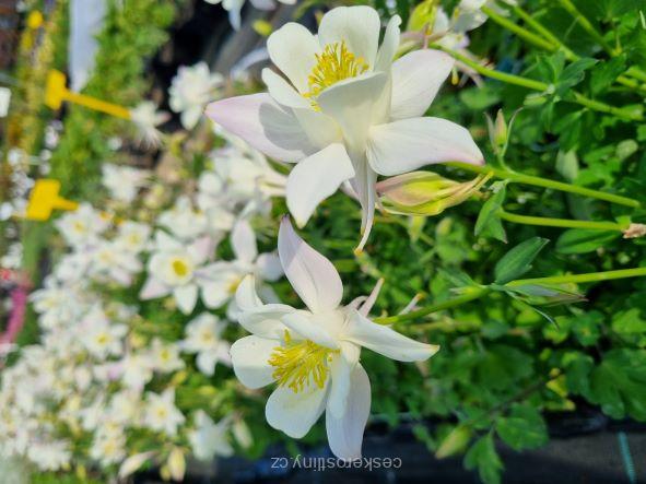 Căldărușe - Aquilegia Caerulea Earlybird™ White - DocaPerene