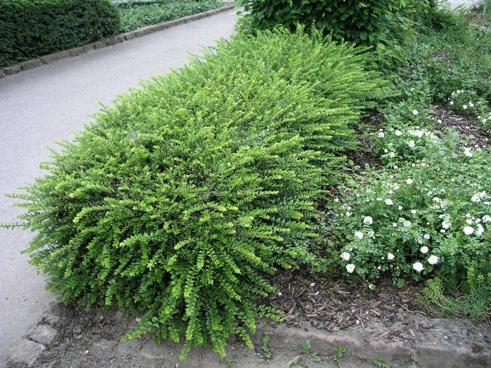 Caprifoi Târâtor - Lonicera Nitida 'Elegant' - DocaPerene