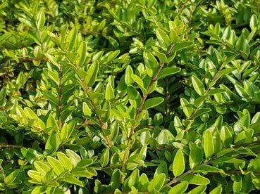 Caprifoi Târâtor - Lonicera Nitida 'Maigrün' - DocaPerene