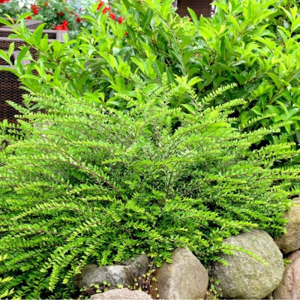 Caprifoi Târâtor - Lonicera Nitida 'Maigrün' - DocaPerene