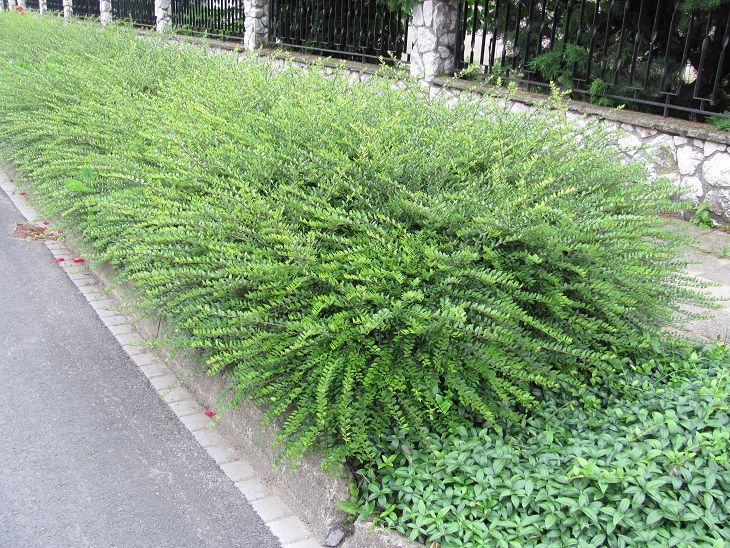 Caprifoi Târâtor - Lonicera Nitida 'Moss Green' - DocaPerene