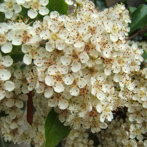 Cătină Ornamentală cu Bobițe Galbene - Pyracantha 'Soleil d'Or' - DocaPerene