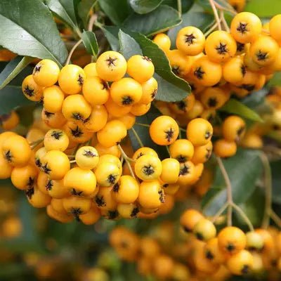 Cătină Ornamentală cu Bobițe Galbene - Pyracantha 'Soleil d'Or' - DocaPerene
