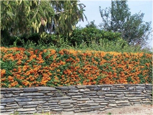 Cătină Ornamentală cu Bobițe Portocalii - Pyracantha 'Teton' - DocaPerene