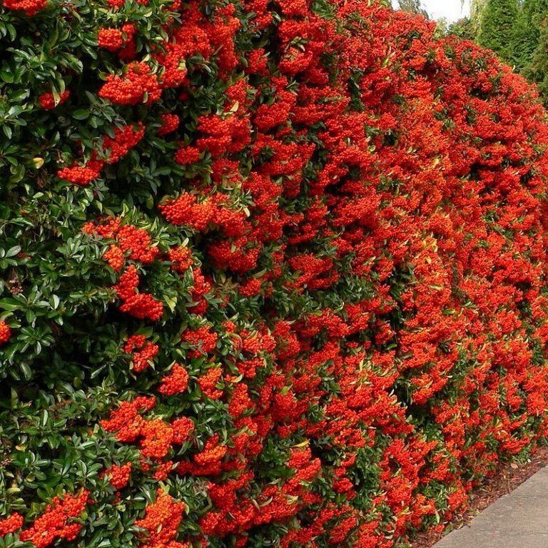 Cătină Ornamentală cu Bobițe Roșii - Pyracantha Coccinea 'Red Column' - DocaPerene