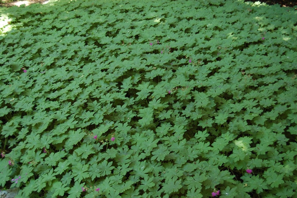 Ciocul berzei - Geranium macrorrhizum - DocaPerene