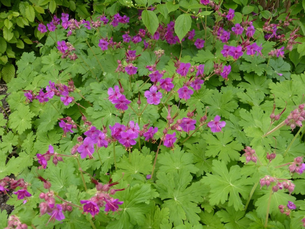 Ciocul berzei - Geranium macrorrhizum - DocaPerene