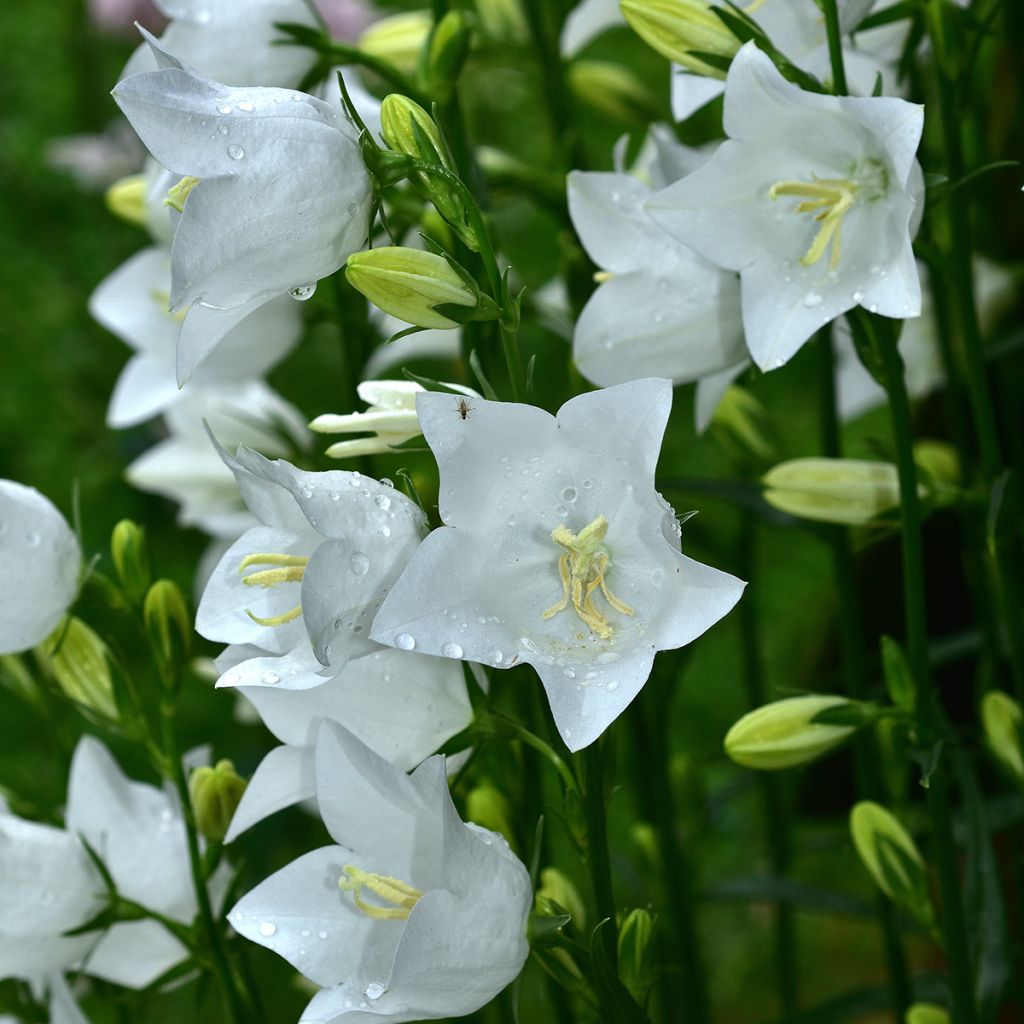 Clopoței - Campanula Persicifolia White - DocaPerene