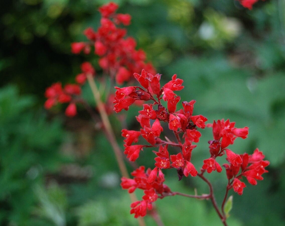 Clopoțel Roșu - Heuchera Sanguinea 'Ruby Bells' - DocaPerene