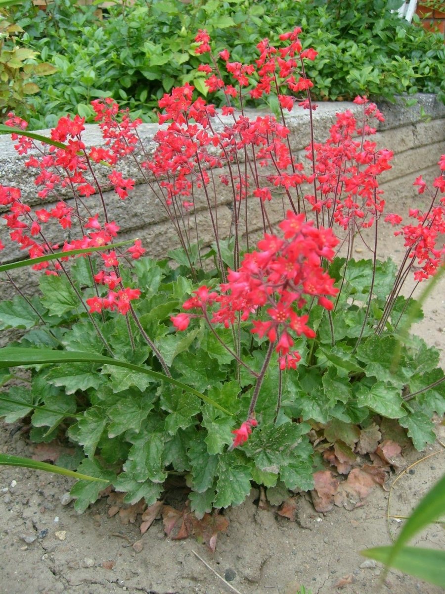 Clopoțel Roșu - Heuchera Sanguinea 'Ruby Bells' - DocaPerene