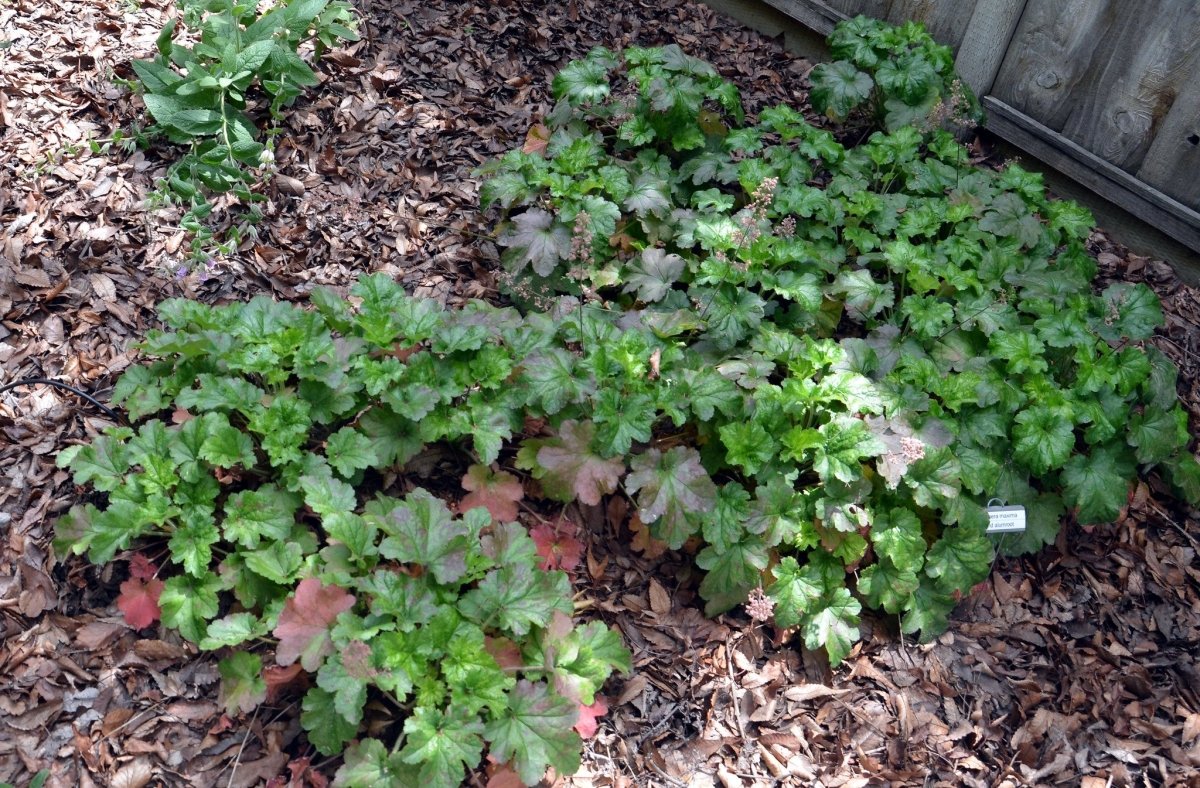 Clopoțel Verde - Heuchera Micrantha Green - DocaPerene