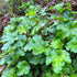 Clopoțel Verde - Heuchera Micrantha Green - DocaPerene