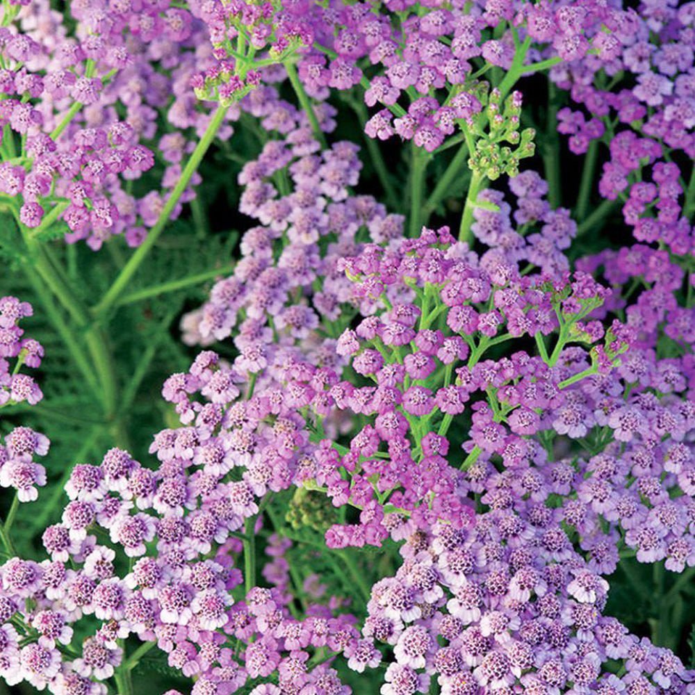 Coada Șoricelului Mov - Achillea Millefolium 'Lilac Beauty' - DocaPerene