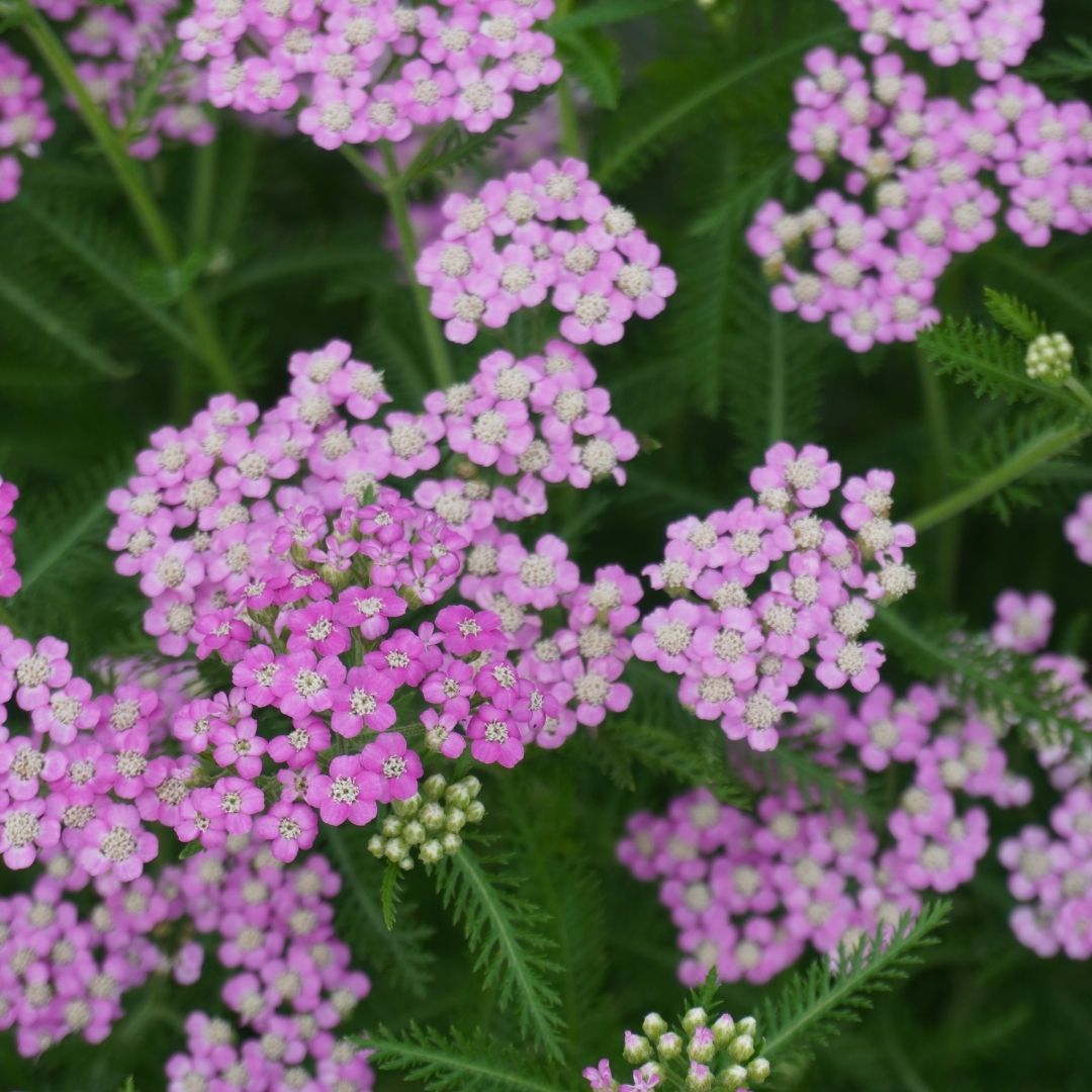 Coada Șoricelului Mov - Achillea Millefolium 'Lilac Beauty' - DocaPerene