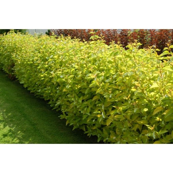 Corn Decorativ Galben - Cornus Alba Aurea - DocaPerene