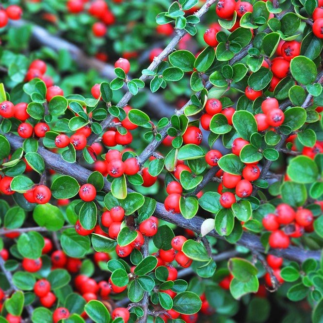 Cotoneaster Horizontalis - DocaPerene