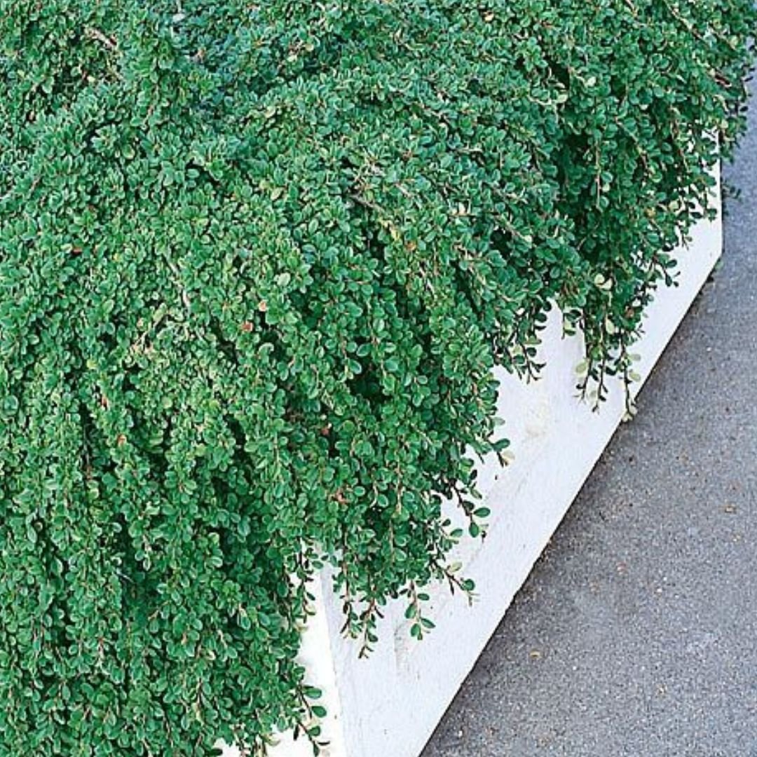 Cotoneaster Procumbens 'Queen of Carpets' - DocaPerene