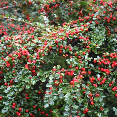 Cotoneaster Târâtor - Cotoneaster Dammeri - DocaPerene