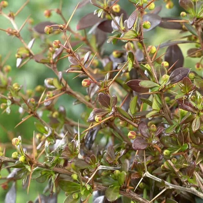Drăcilă cu frunziș persistent - Berberis thunbergii Park Jewel - DocaPerene
