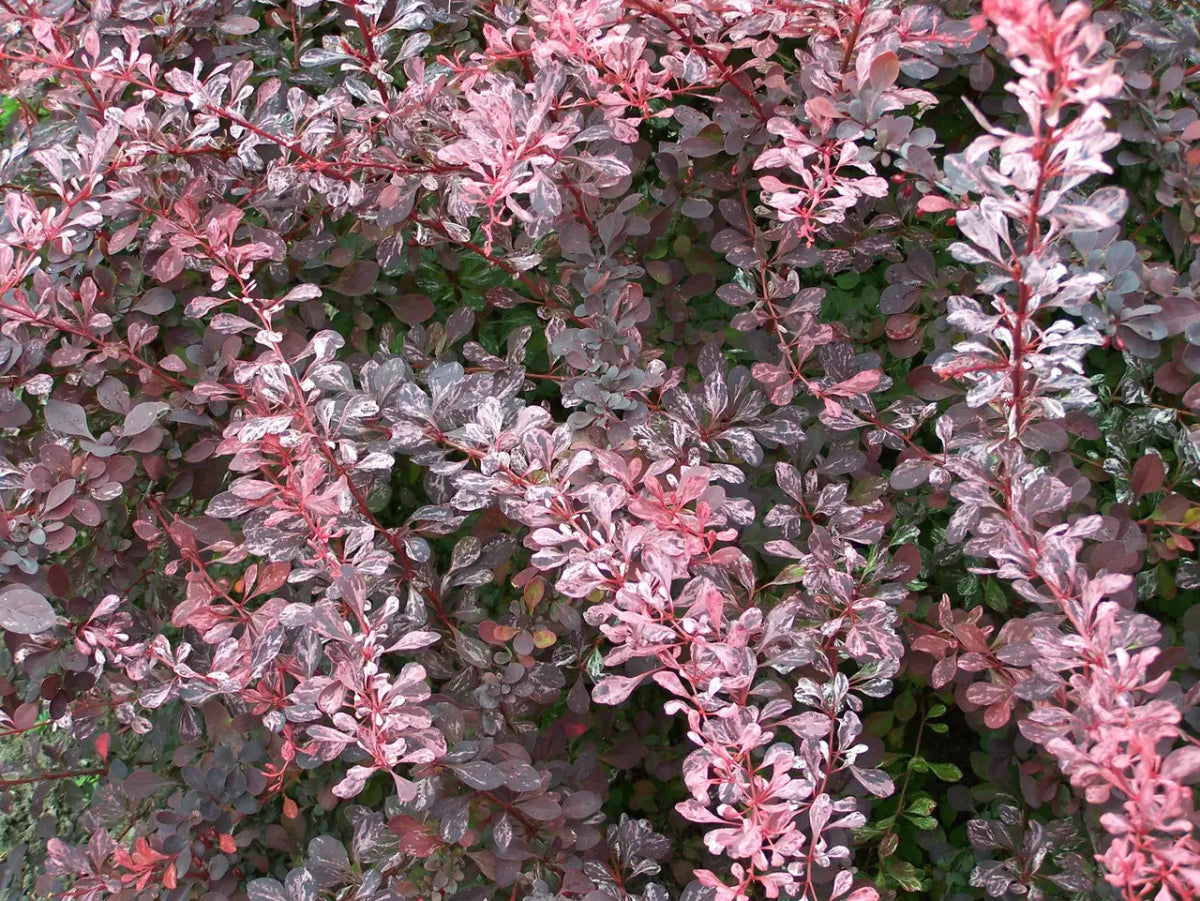Drăcilă pictată - Berberis thunbergii Rose Gold - DocaPerene