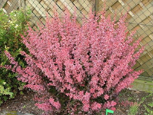 Drăcilă roz - Berberis thunbergii 'Pink Queen' - DocaPerene
