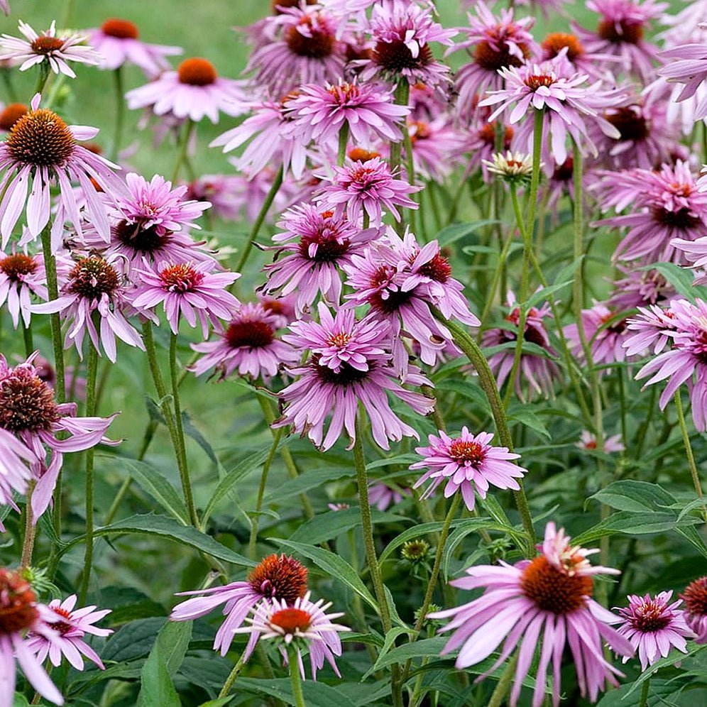 Echinacea 'Double Decker' - Echinacea Purpurea 'Double Decker' - DocaPerene