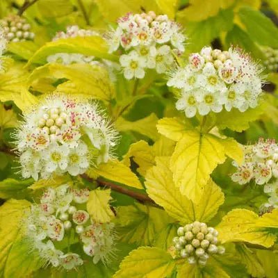 Fizocarp Darts Gold - Physocarpus opulifolius 'Dart's Gold - DocaPerene