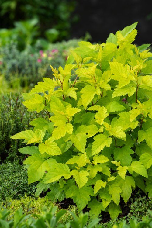 Fizocarp Darts Gold - Physocarpus opulifolius 'Dart's Gold - DocaPerene