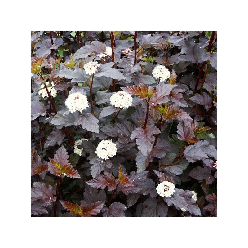 Fizocarp Diabolo - Physocarpus opolifolius Diabolo - DocaPerene