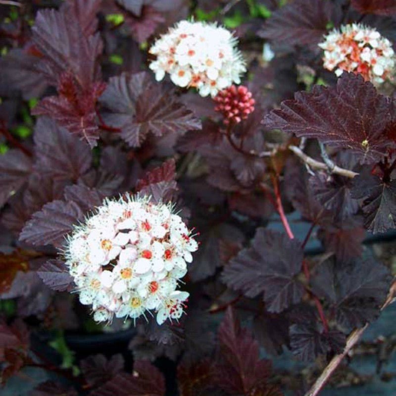 Fizocarp Diabolo - Physocarpus opolifolius Diabolo - DocaPerene