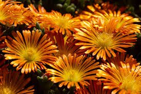 Floarea de cristal - Delosperma cooperi Delmara Orange - DocaPerene