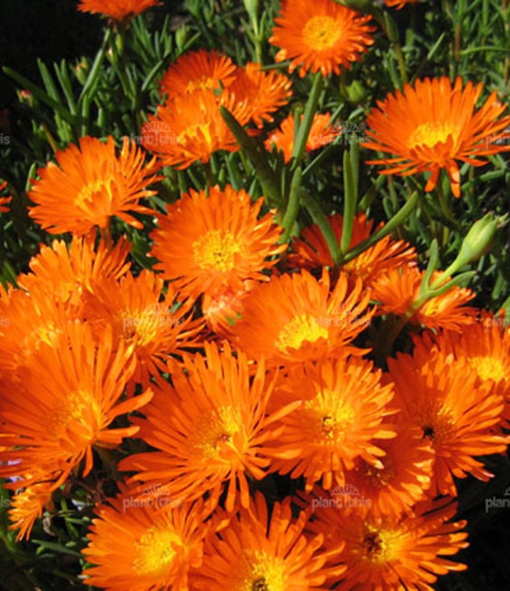 Floarea de cristal - Delosperma cooperi Delmara Orange - DocaPerene