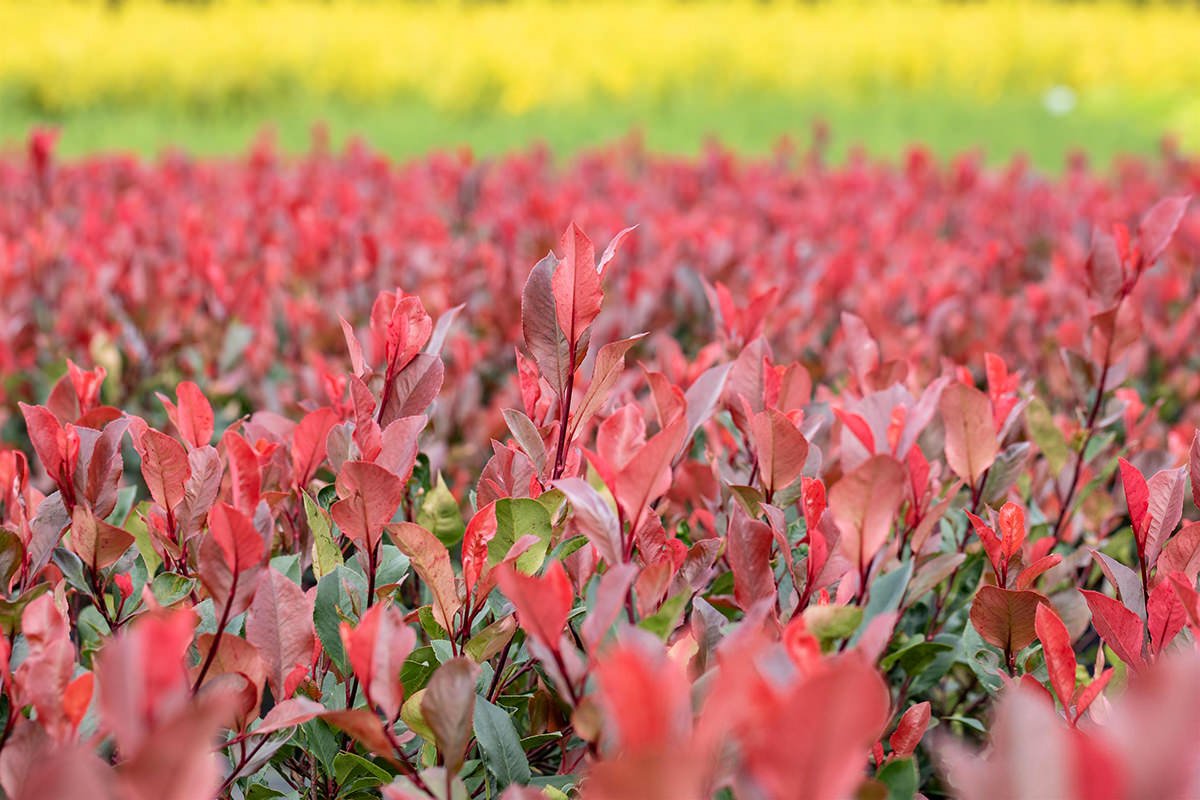 Fotinia Little Red Robin - Photinia fraseri 'Little Red Robin' - DocaPerene