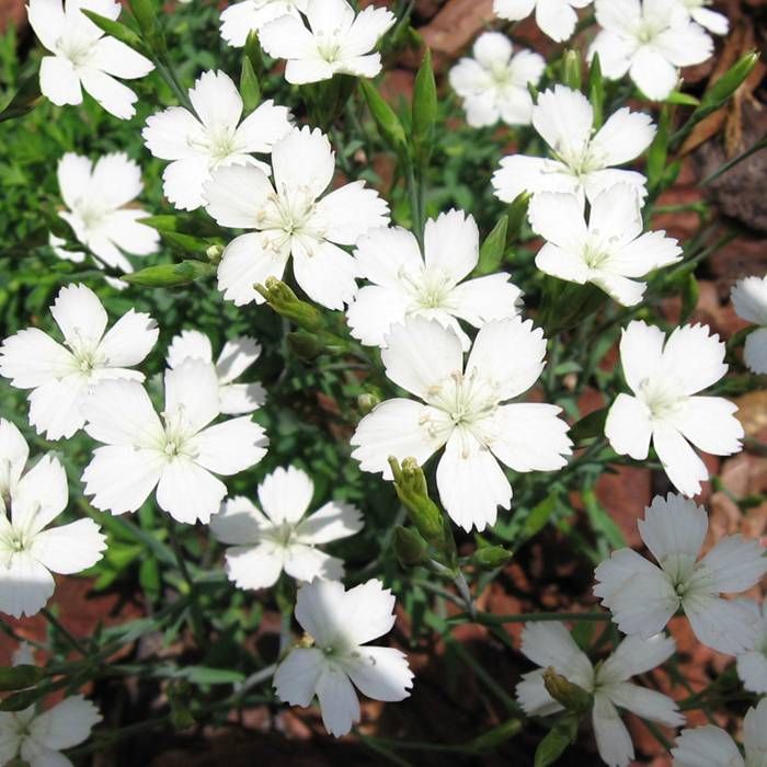 Garofițe de stâncă - Dianthus deltoides White - DocaPerene