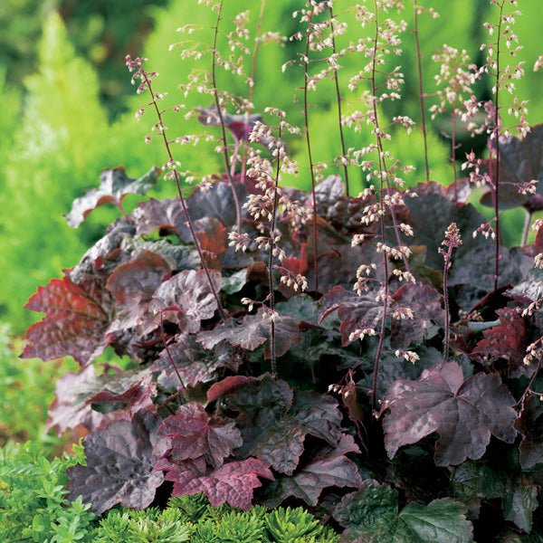 Heuchera Vișinie - Heuchera Americana 'Palace Purple' - DocaPerene