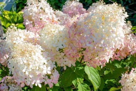 Hortensie 'Phantom' - Hydrangea Paniculata 'Phantom' - DocaPerene