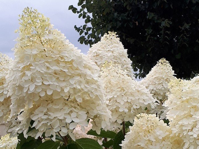 Hortensie 'Phantom' - Hydrangea Paniculata 'Phantom' - DocaPerene